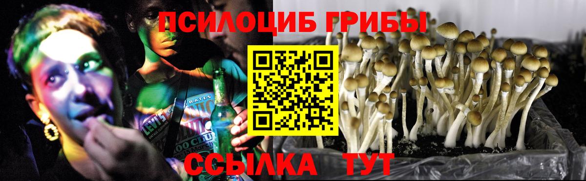 Полысаево  наркота  Вход с VPN  Псилоцибиновые грибы Psilocybe 